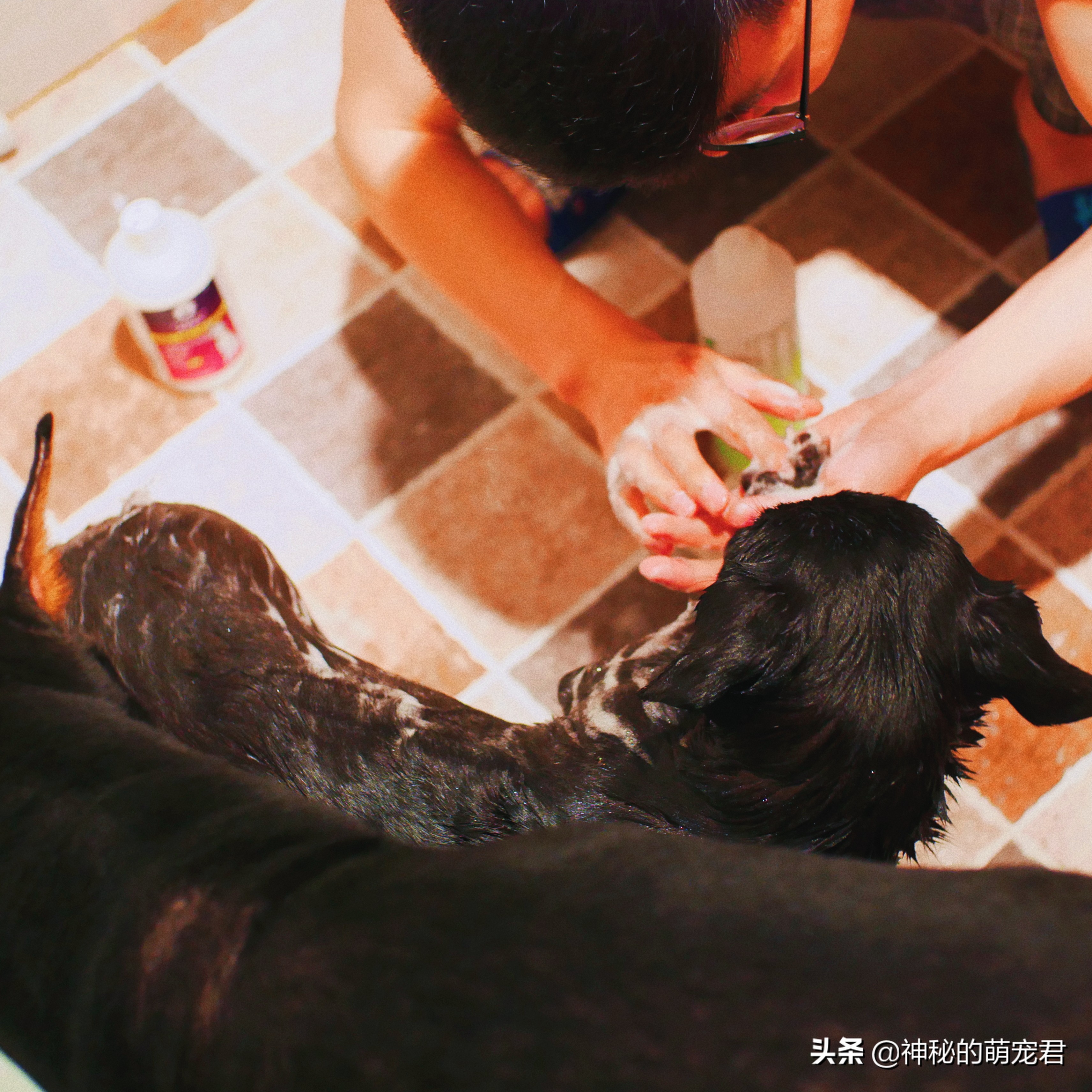 雪貂留香狗狗精华,狗狗雪貂沐浴露杀菌除臭持久留香