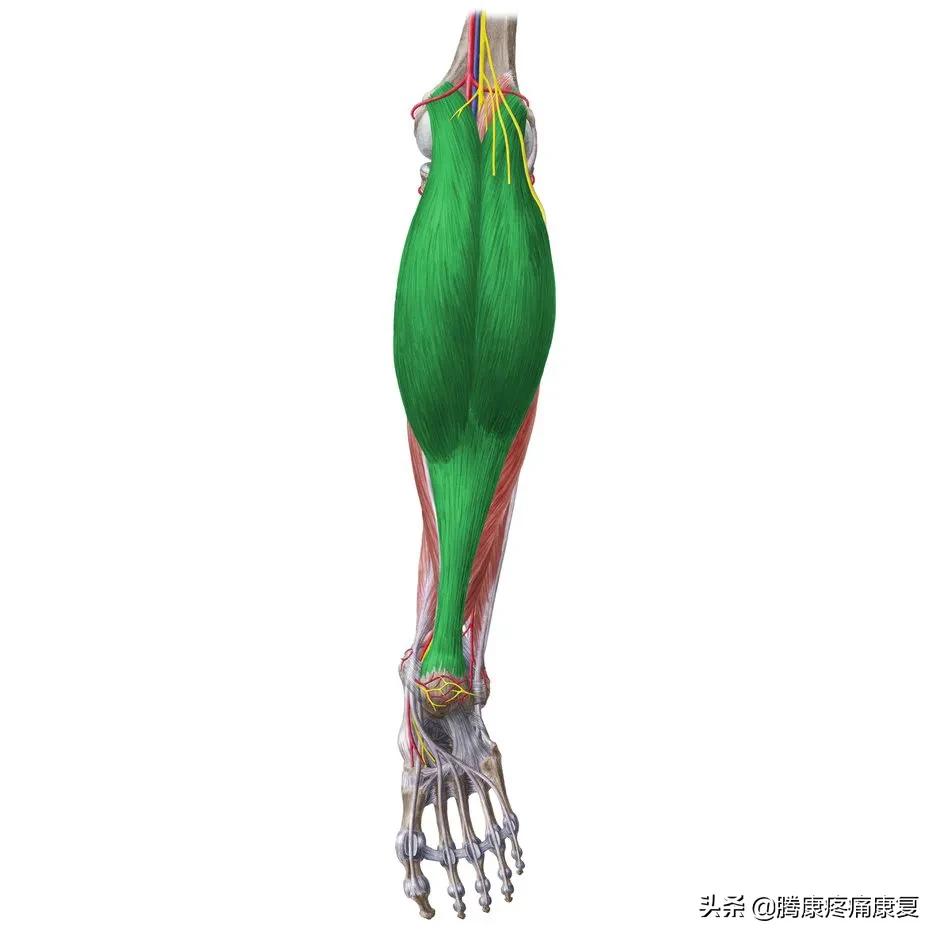 老人小腿疼痛是什么原因,小腿疼痛是什么原因引起的