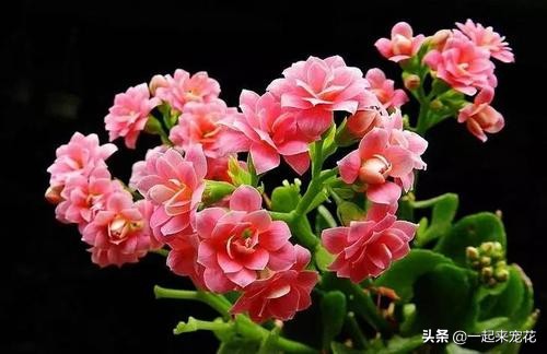 长寿花花苞一直没有开怎么办,长寿花花苞没开就干瘪了要剪掉么