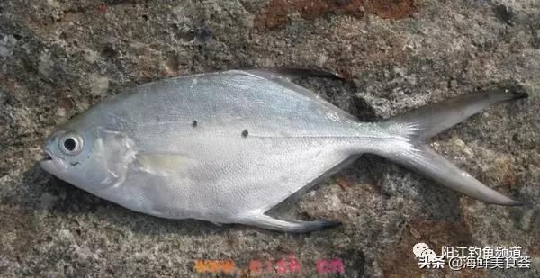 中国本土最便宜的鱼10种,哪些鱼档次又高又便宜