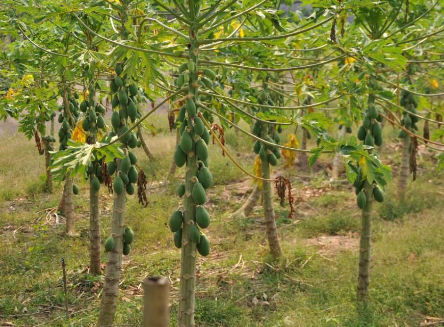 木瓜怎么判断好坏,怎么判断木瓜的成熟程度