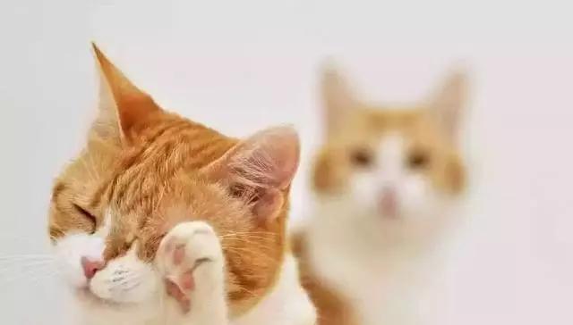 猫咪不小心受伤了该怎么办？这些有效的处理方式铲屎官们一定要看