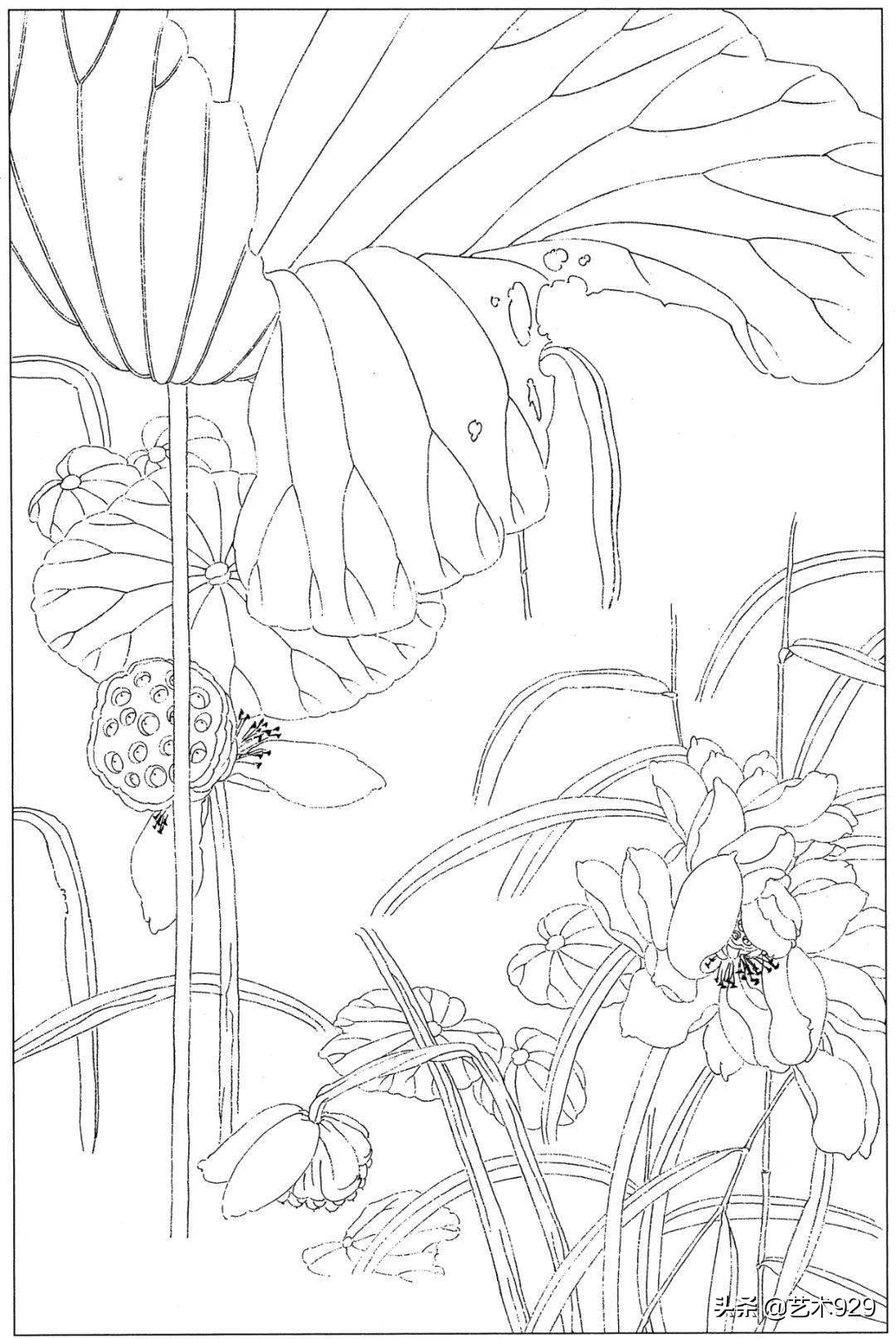 余稚荷花蜻蜓图高清白描底稿,白描荷花勾线方法讲解视频