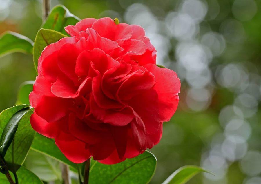 看过才明白为什么牡丹是国花,为什么有人说中国国花是牡丹