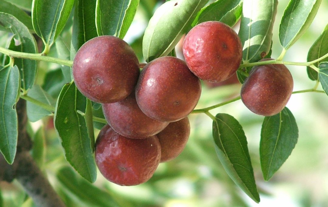 To全世界:灵宝向您发来一封邀请函,请亲启