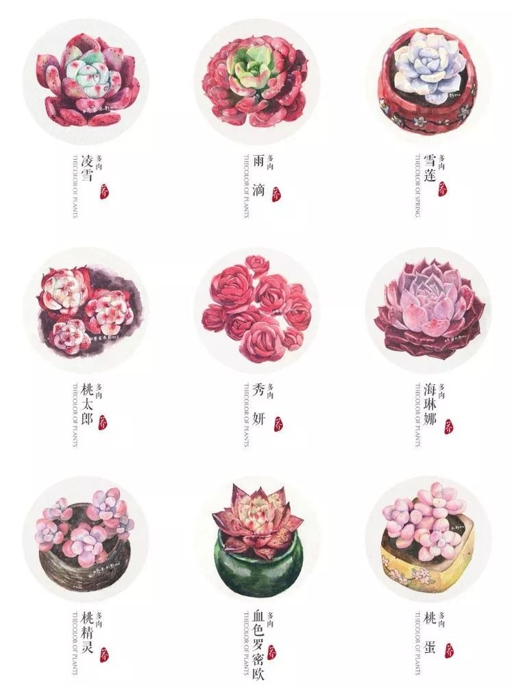 那个爱画多肉的小姑娘带着她的心头肉又来啦!