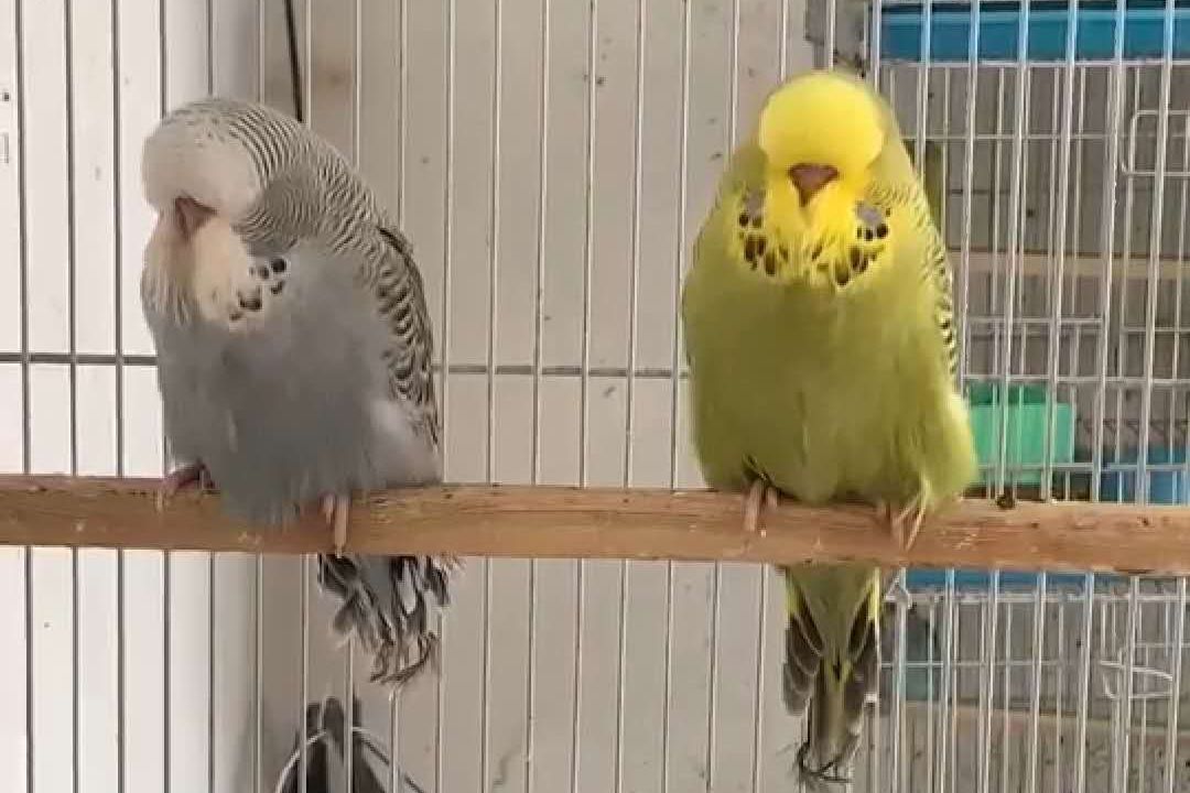 几十块钱一只的虎皮鹦鹉会说话吗,虎皮鹦鹉为什么几十块一只