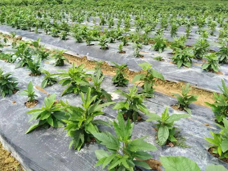 大安古镇闹市,大安古镇的地址