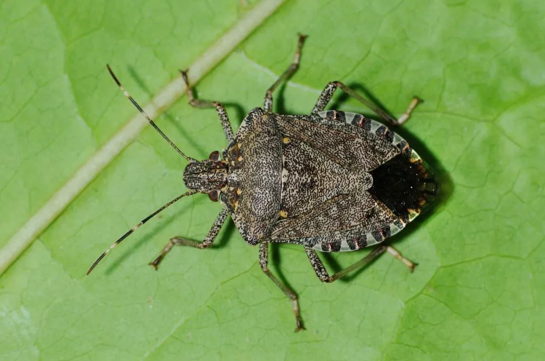 香菜味道有那么夸张吗,为什么香菜好闻有的不好闻