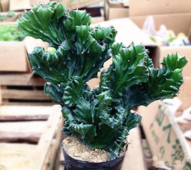 玉麒麟可以除甲醛吗,玉麒麟除甲醛吗