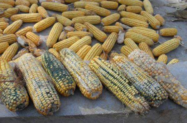 浅谈霉菌毒素对养殖业的危害