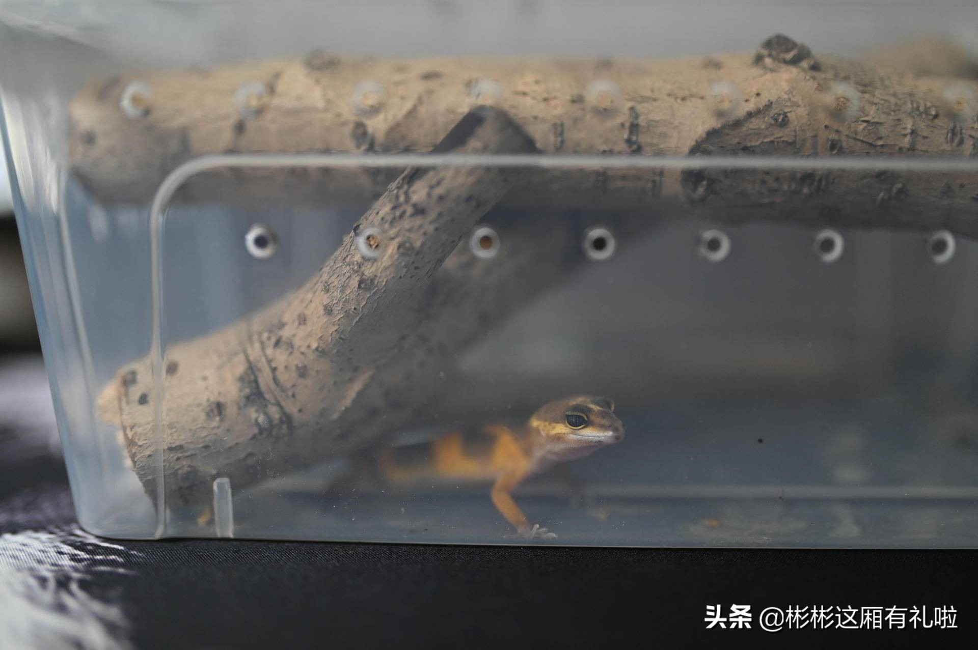 守宫新手养一只还是两只,守宫小白怎么养