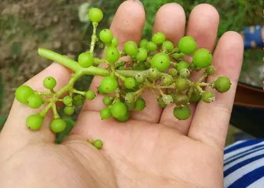 防治叶菜霜霉病最好配方,霜霉病防治最新标准