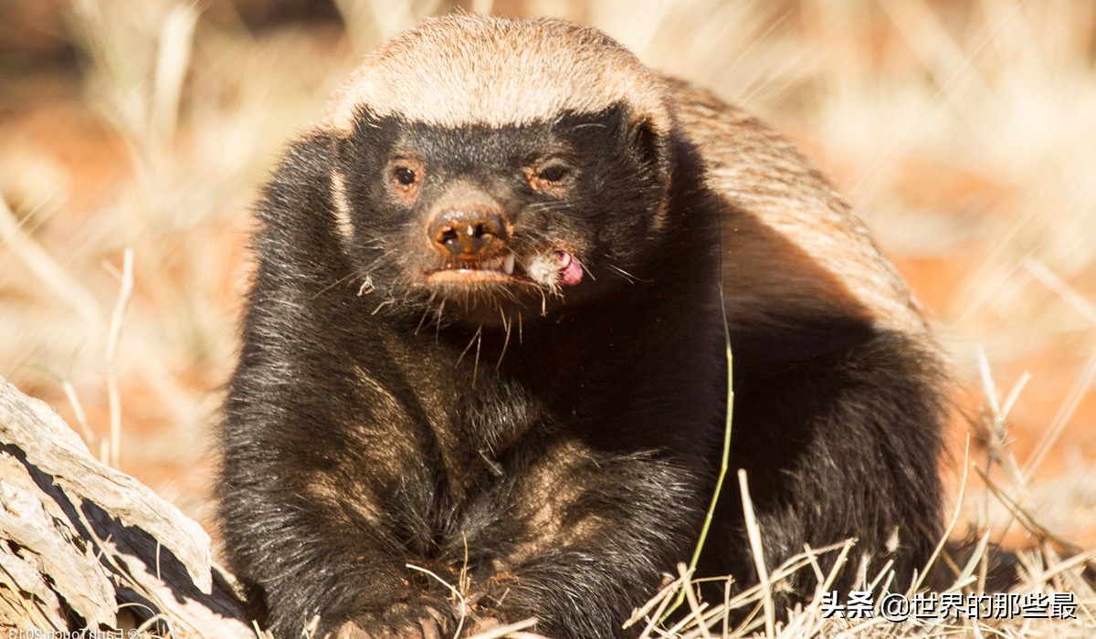 非洲蜜獾和狮子谁厉害,狮子单挑蜜獾
