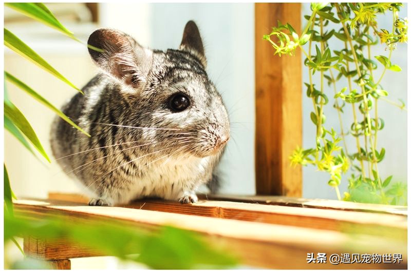 饲养公龙猫好还是养母龙猫好,龙猫怎么养视频教程全集