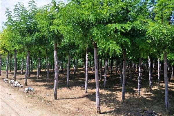 国槐和洋槐的区别有哪些,槐树跟洋槐的区别