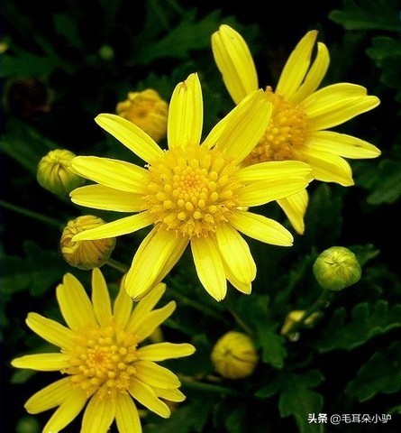 雾柳暗时云度月，露荷翻处水流萤。这个国家居然两个国花