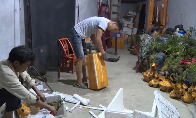 小伙创业直播卖货变成亿万富翁,临沂小伙花200元卖盆景