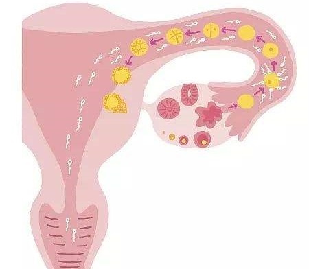 输卵管姐妹：主人，你为什么不要人家了？