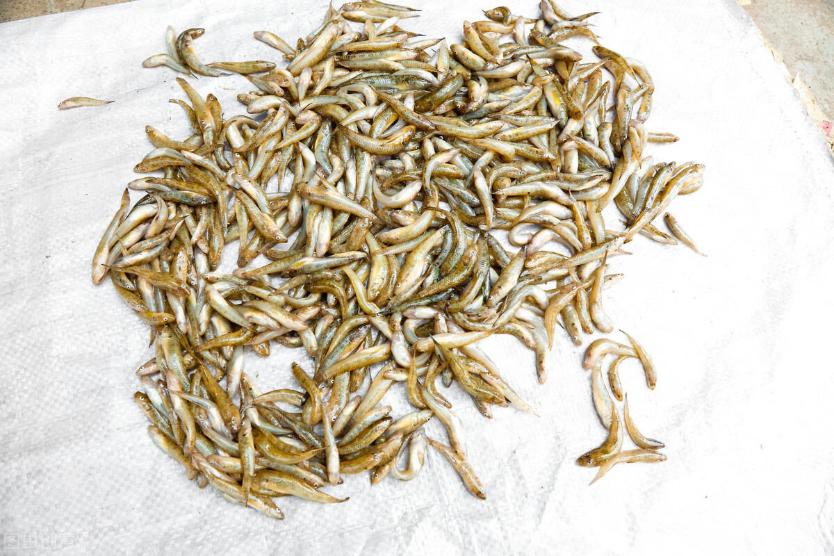 下雨过后钓鲶鱼最好的钓点,钓鲶鱼的神仙钓点在哪里