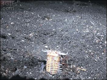 博比特虫可以吃掉一只鲨鱼吗,博比特虫捕食巨型鱼