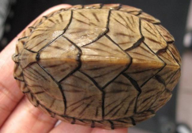 新手养龟泥龟推荐品种,麝香蛋龟是水龟还是半水龟好养些