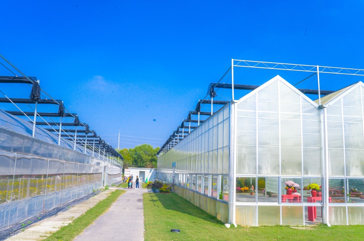 大棚蔬菜的市场前景,2025年大棚蔬菜趋势