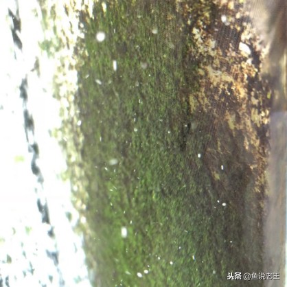 青苔能不能给鱼缸铺底,鱼缸里面青苔