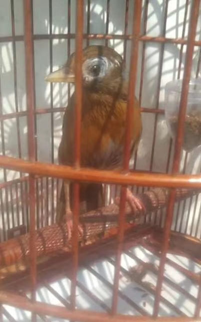 养鸟画眉的技巧,画眉鸟生鸟挑选