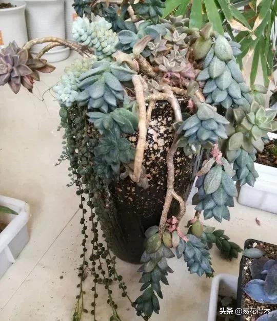 盆栽枯萎什么原因,家里的盆栽总是蔫