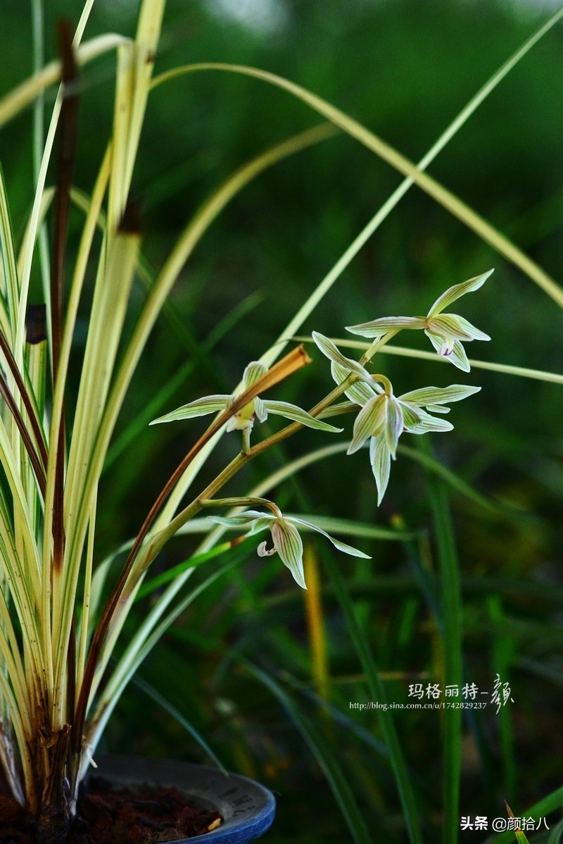 花园里的银边麦冬太好看，竟然被偷了|园丁