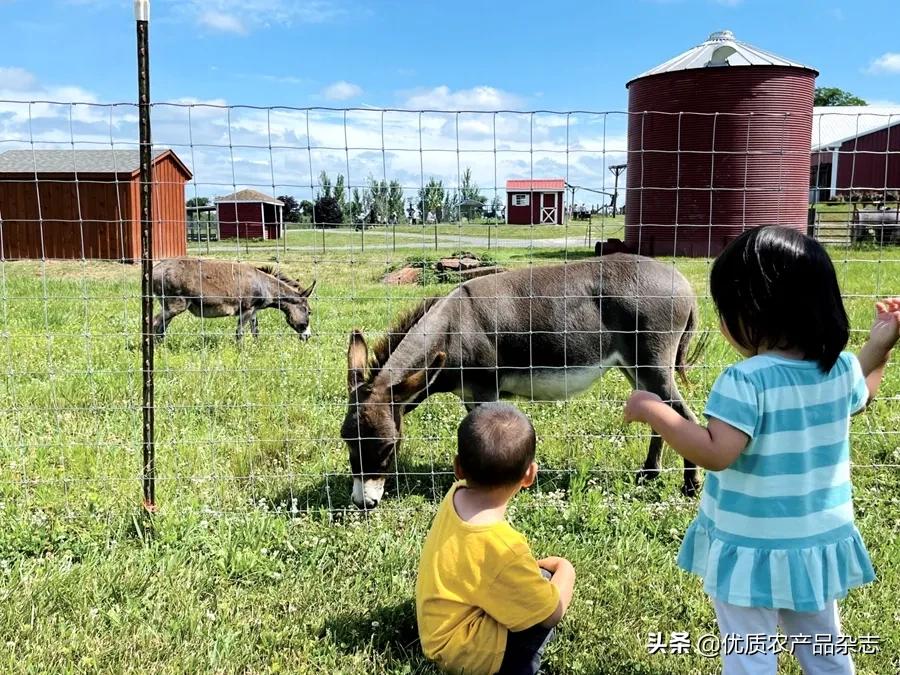 美国山区如何采摘水果的,美国农场摘桔子