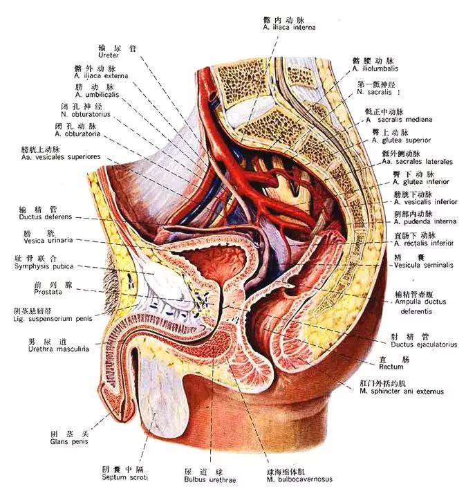 泌尿系统解剖讲解视频,泌尿系统肾脏解剖图谱