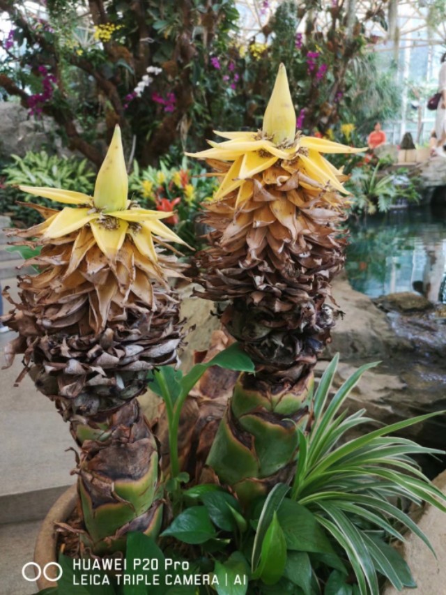 广州云台花园花展,广州云台花园咋样