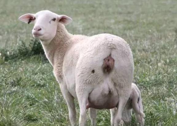 母羊流产的原因与处理方法,母羊流产的最佳治疗方法