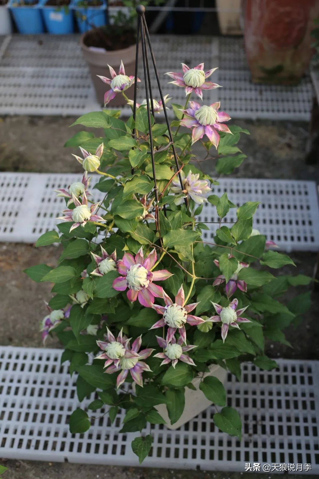 别人做梦都想要的花墙，他早就用铁线莲实现了