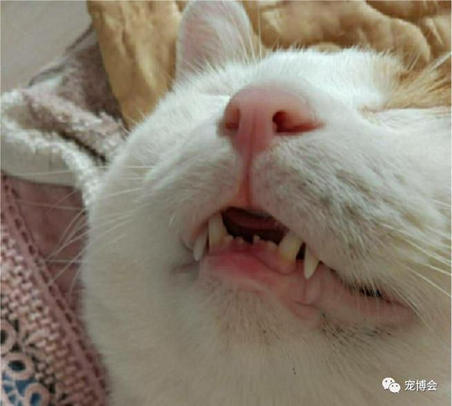 猫猫能舔到全身吗,如果舔猫一口猫会怎样