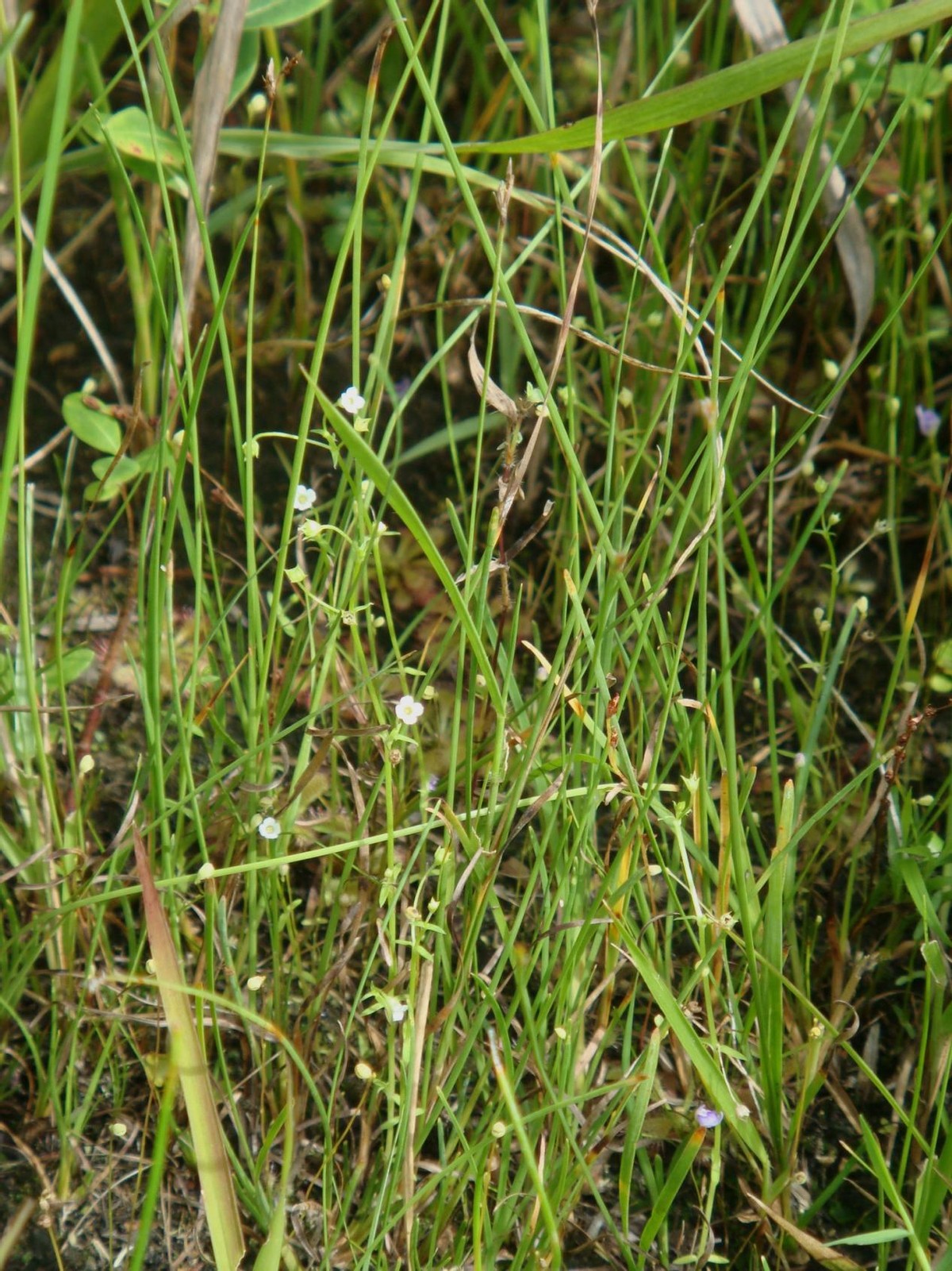 中国降水北迁,北京首次发现罕见尖帽草,北方会变成南方吗?