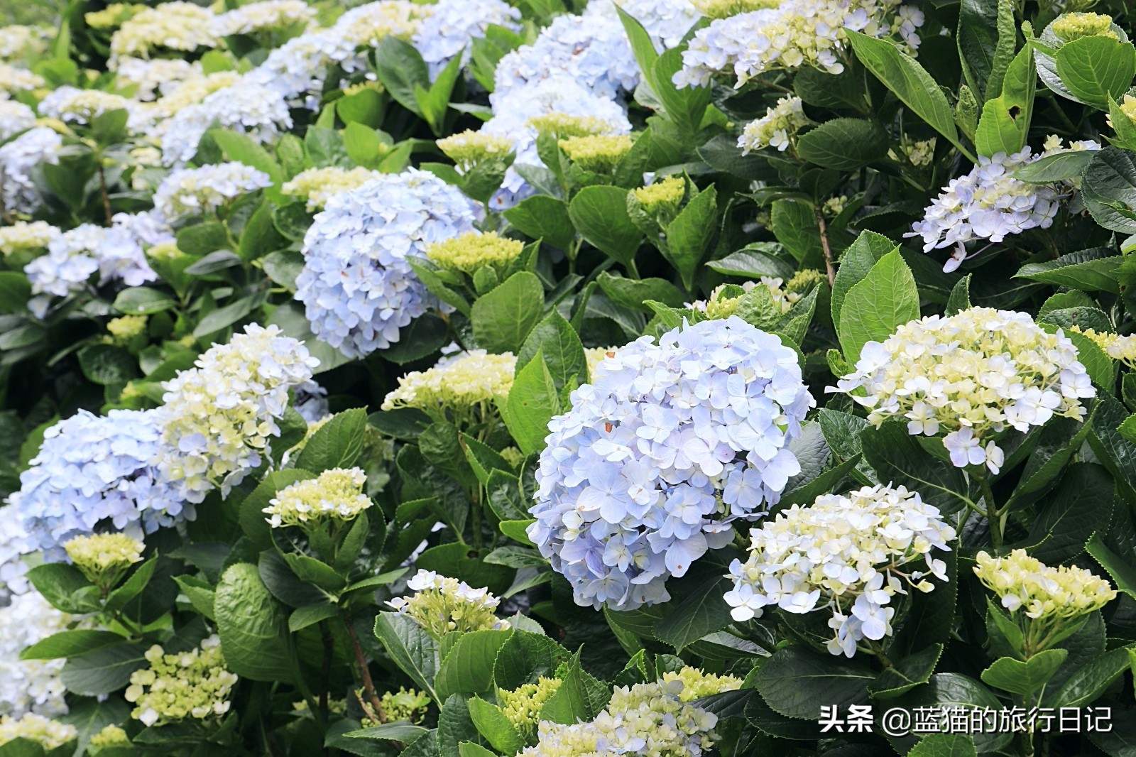 520最浪漫的旅游地,520浪漫出游地