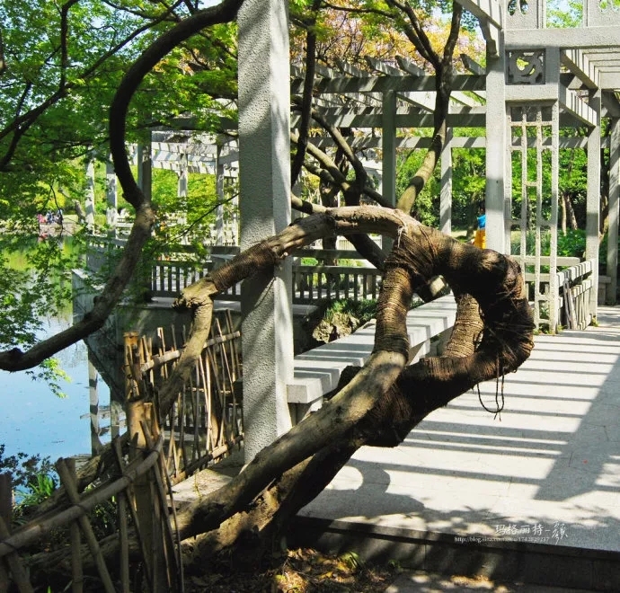 爬藤植物怎么牵引造型,爬藤植物是怎么爬藤的