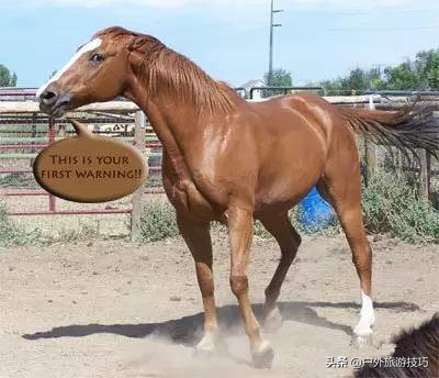 如何纠正马踢人,怎么防止马踢人