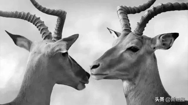 鲁班家私的科技布沙发,鲁班科技布沙发价格表