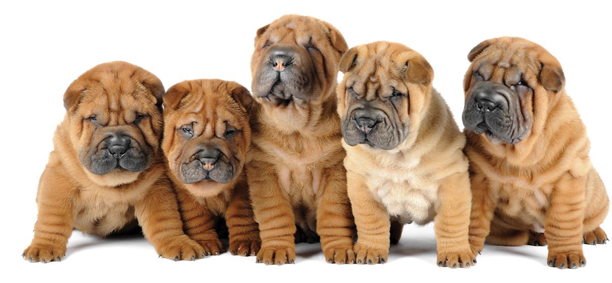 小北京犬宠物狗品种图片大全,常见宠物狗的品种大全及图片