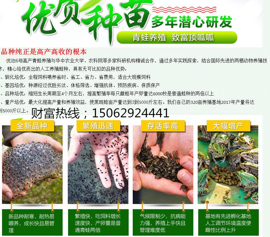 黑斑蛙养殖：养一亩青蛙能赚多少钱？养青蛙的成本和利润？