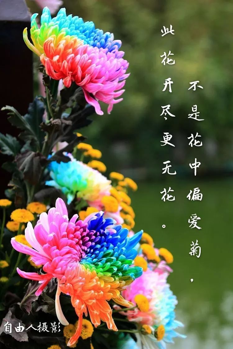 花中四君子菊花,花中四君子菊花的简介