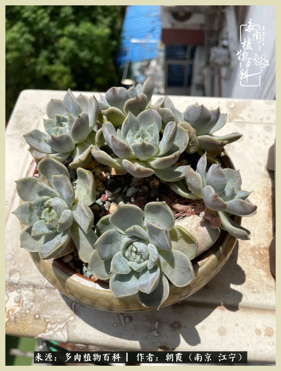 多肉最美的飘枝品种,多肉最美老桩