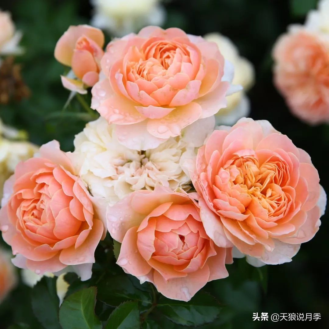 4月最浪漫的一次花开，是171个低价月季小苗带来的巅峰时刻！