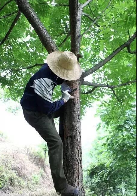 从刷涂料到乳胶漆的过程,桐油漆与水性油漆的优缺点