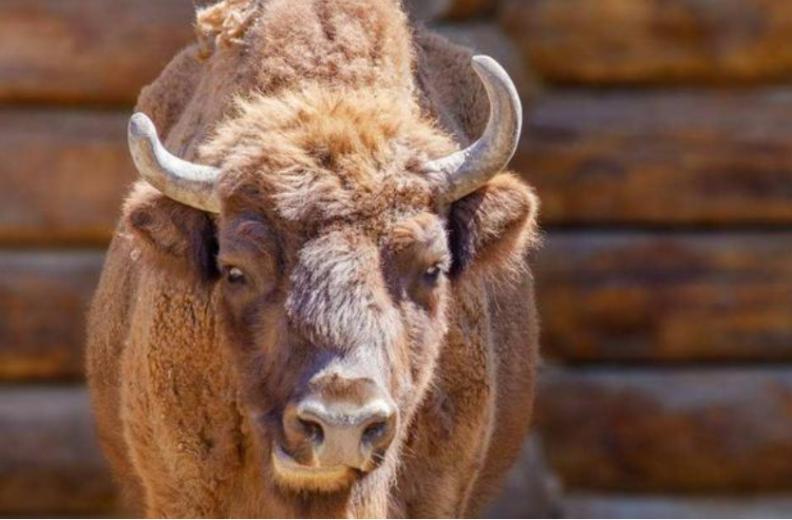 牛生麒麟猪生大象是什么征兆,牛生麒麟猪生象是什么意思啊