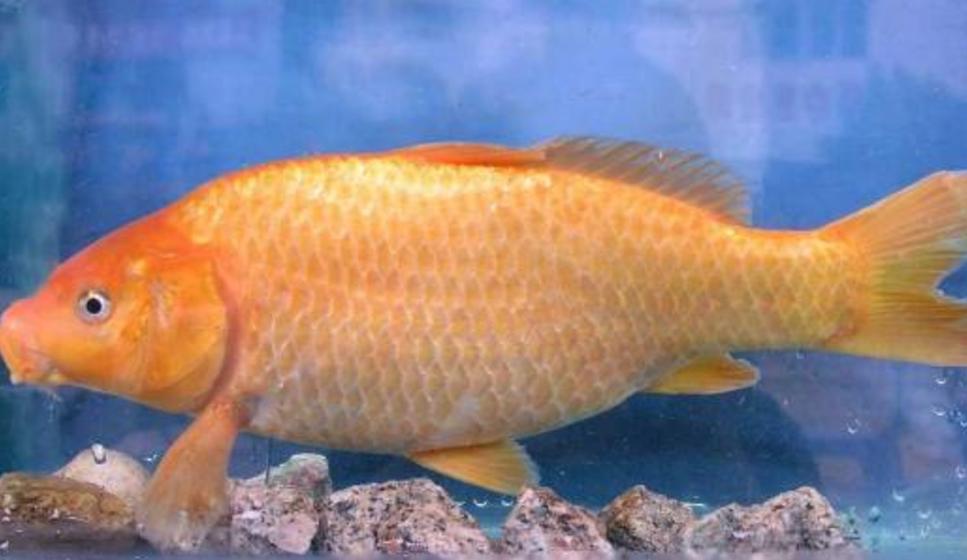 动漫猫和老鼠最强的人物排名,设定最离谱的动漫猫和老鼠